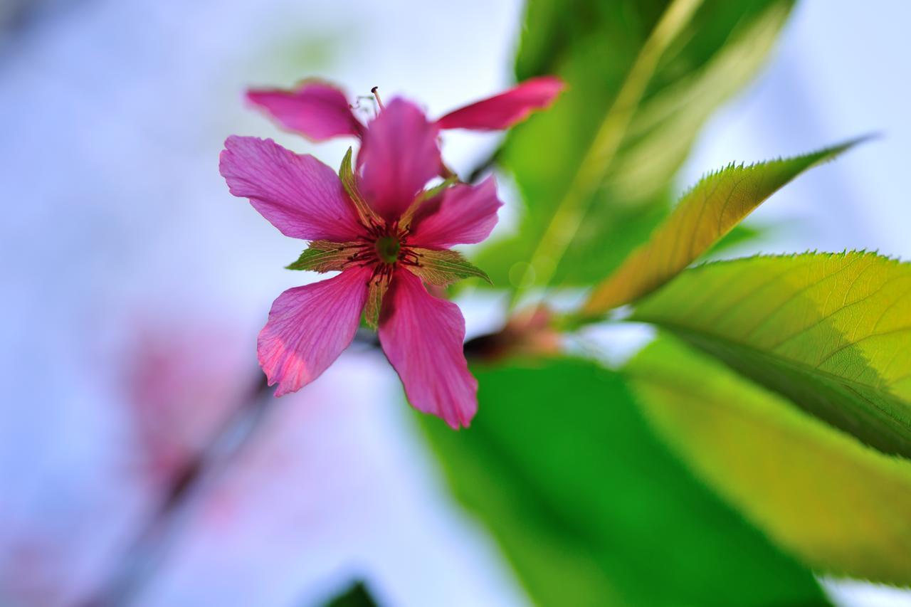 Flower Free花自在 Zhoulan Exterior foto