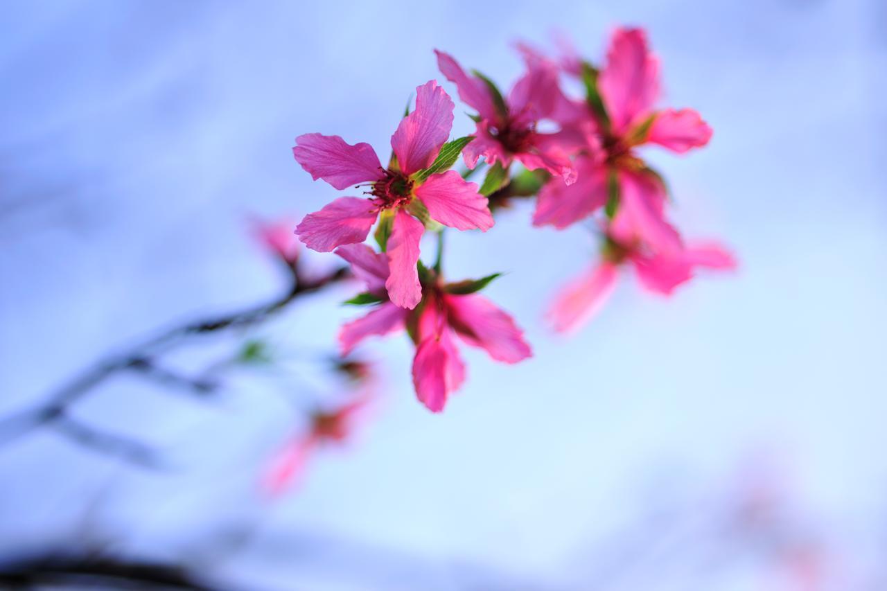 Flower Free花自在 Zhoulan Exterior foto